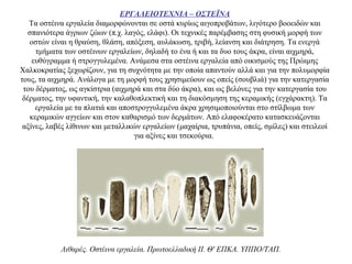 ΕΡΓΑΛΕΙΟΤΕΧΝΙΑ – ΟΣΤΕΪΝΑ
Τα οστέινα εργαλεία διαμορφώνονται σε οστά κυρίως αιγοπροβάτων, λιγότερο βοοειδών και
σπανιότερα άγριων ζώων (π.χ. λαγός, ελάφι). Οι τεχνικές παρέμβασης στη φυσική μορφή των
οστών είναι η θραύση, θλάση, απόξεση, αυλάκωση, τριβή, λείανση και διάτρηση. Τα ενεργά
τμήματα των οστέινων εργαλείων, δηλαδή το ένα ή και τα δυο τους άκρα, είναι αιχμηρά,
ευθύγραμμα ή στρογγυλεμένα. Ανάμεσα στα οστέινα εργαλεία από οικισμούς της Πρώιμης
Χαλκοκρατίας ξεχωρίζουν, για τη συχνότητα με την οποία απαντούν αλλά και για την πολυμορφία
τους, τα αιχμηρά. Ανάλογα με τη μορφή τους χρησιμεύουν ως οπείς (σουβλιά) για την κατεργασία
του δέρματος, ως αγκίστρια (αιχμηρά και στα δύο άκρα), και ως βελόνες για την κατεργασία του
δέρματος, την υφαντική, την καλαθοπλεκτική και τη διακόσμηση της κεραμικής (εγχάρακτη). Τα
εργαλεία με τα πλατιά και αποστρογγυλεμένα άκρα χρησιμοποιούνται στο στίλβωμα των
κεραμικών αγγείων και στον καθαρισμό των δερμάτων. Από ελαφοκέρατο κατασκευάζονται
αξίνες, λαβές λίθινων και μεταλλικών εργαλείων (μαχαίρια, τρυπάνια, οπείς, σμίλες) και στειλεοί
για αξίνες και τσεκούρια.
Λιθαρές. Oστέινα εργαλεία. Πρωτοελλαδική II. Θ' EΠKA. YΠΠO/TAΠ.
 