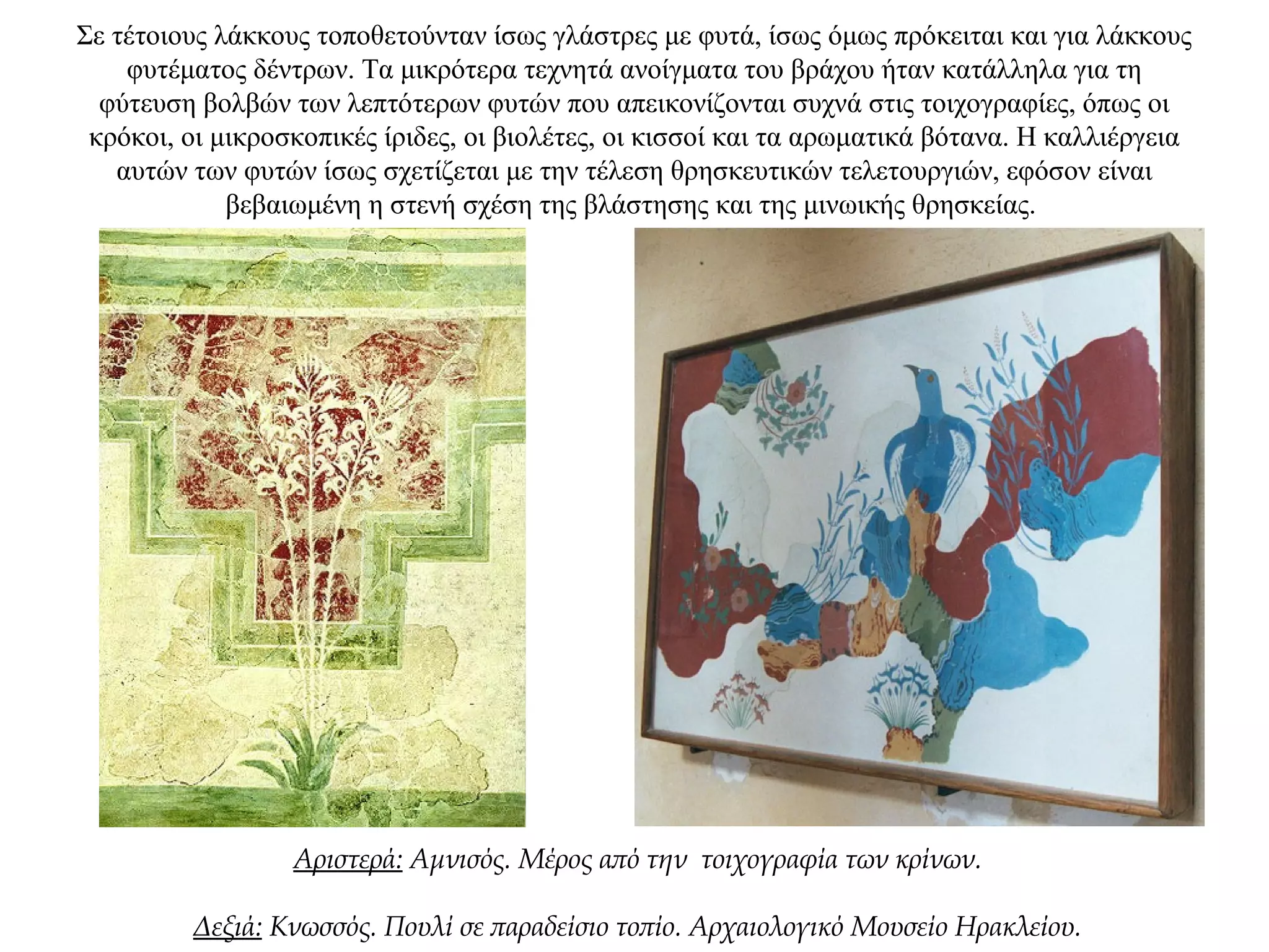 Σε τέτοιους λάκκους τοποθετούνταν ίσως γλάστρες με φυτά, ίσως όμως πρόκειται και για λάκκους
φυτέματος δέντρων. Τα μικρότερα τεχνητά ανοίγματα του βράχου ήταν κατάλληλα για τη
φύτευση βολβών των λεπτότερων φυτών που απεικονίζονται συχνά στις τοιχογραφίες, όπως οι
κρόκοι, οι μικροσκοπικές ίριδες, οι βιολέτες, οι κισσοί και τα αρωματικά βότανα. Η καλλιέργεια
αυτών των φυτών ίσως σχετίζεται με την τέλεση θρησκευτικών τελετουργιών, εφόσον είναι
βεβαιωμένη η στενή σχέση της βλάστησης και της μινωικής θρησκείας.
Αριστερά: Αμνισός. Μέρος από την τοιχογραφία των κρίνων.
Δεξιά: Κνωσσός. Πουλί σε παραδείσιο τοπίο. Αρχαιολογικό Μουσείο Ηρακλείου.
 