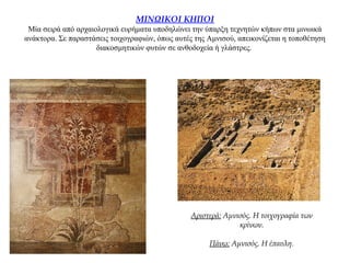 ΜΙΝΩΙΚΟΙ ΚΗΠΟΙ
Μία σειρά από αρχαιολογικά ευρήματα υποδηλώνει την ύπαρξη τεχνητών κήπων στα μινωικά
ανάκτορα. Σε παραστάσεις τοιχογραφιών, όπως αυτές της Αμνισού, απεικονίζεται η τοποθέτηση
διακοσμητικών φυτών σε ανθοδοχεία ή γλάστρες.
Αριστερά: Αμνισός. Η τοιχογραφία των
κρίνων.
Πάνω: Αμνισός. Η έπαυλη.
 