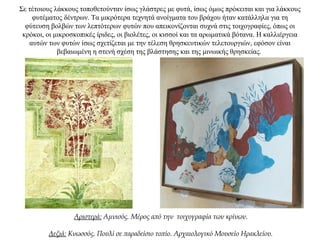 Σε τέτοιους λάκκους τοποθετούνταν ίσως γλάστρες με φυτά, ίσως όμως πρόκειται και για λάκκους
φυτέματος δέντρων. Τα μικρότερα τεχνητά ανοίγματα του βράχου ήταν κατάλληλα για τη
φύτευση βολβών των λεπτότερων φυτών που απεικονίζονται συχνά στις τοιχογραφίες, όπως οι
κρόκοι, οι μικροσκοπικές ίριδες, οι βιολέτες, οι κισσοί και τα αρωματικά βότανα. Η καλλιέργεια
αυτών των φυτών ίσως σχετίζεται με την τέλεση θρησκευτικών τελετουργιών, εφόσον είναι
βεβαιωμένη η στενή σχέση της βλάστησης και της μινωικής θρησκείας.
Αριστερά: Αμνισός. Μέρος από την τοιχογραφία των κρίνων.
Δεξιά: Κνωσσός. Πουλί σε παραδείσιο τοπίο. Αρχαιολογικό Μουσείο Ηρακλείου.
 