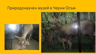 Природонаучен музей в Черни Осъм
 
