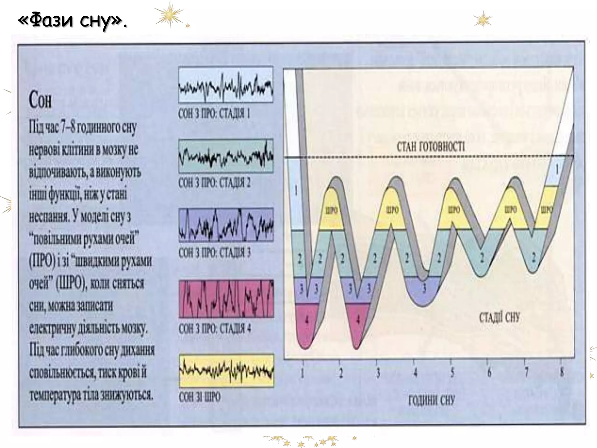 «Фази сну».
 
