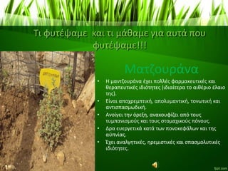 Τι φυτέψαμε και τι μάθαμε για αυτά που
φυτέψαμε!!!
Ματζουράνα
• Η μαντζουράνα έχει πολλές φαρμακευτικές και
θεραπευτικές ιδιότητες (ιδιαίτερα το αιθέριο έλαιο
της).
• Είναι αποχρεμπτική, απολυμαντική, τονωτική και
αντισπασμωδική.
• Ανοίγει την όρεξη, ανακουφίζει από τους
τυμπανισμούς και τους στομαχικούς πόνους.
• Δρα ευεργετικά κατά των πονοκεφάλων και της
αϋπνίας.
• Έχει αναλγητικές, ηρεμιστικές και σπασμολυτικές
ιδιότητες.
 