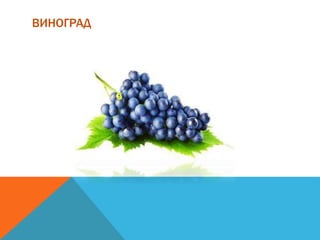 ВИНОГРАД
 
