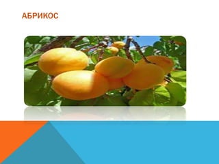 АБРИКОС
 