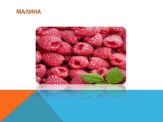 МАЛИНА
 