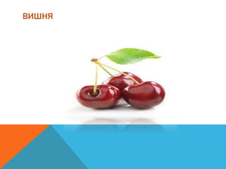 ВИШНЯ
 