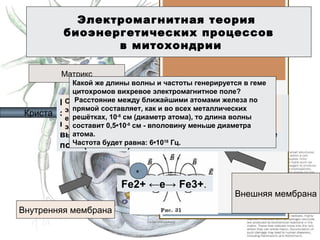 Электромагнитная теория
биоэнергетических процессов
в митохондрии
Криста
Матрикс
Внешняя мембрана
Внутренняя мембрана
Fe2+ ←e→ Fe3+.
В связи со свободной обратимостью движения
электрона, ток может генерироваться только
переменный и соответственно ему - крайне
высокочастотное переменное электромагнитное
поле (КВЧ ЭМП).
Cиловые линии поля, генерируемые ускоряемым
электроном, оказываются замкнутыми сами на себя, то
есть генерируется крайне высокочастотное вихревое
электромагнитное поле.
Какой же длины волны и частоты генерируется в геме
цитохромов вихревое электромагнитное поле?
Расстояние между ближайшими атомами железа по
прямой составляет, как и во всех металлических
решётках, 10-8
см (диаметр атома), то длина волны
составит 0,5•10-8
см - вполовину меньше диаметра
атома.
Частота будет равна: 6•1018
Гц.
е -
 