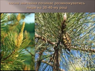життєві цикли | PPT
