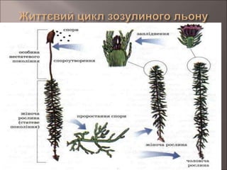 життєві цикли | PPT