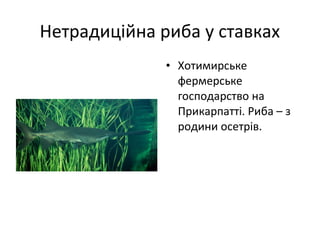 Нетрадиційна риба у ставках
• Хотимирське
фермерське
господарство на
Прикарпатті. Риба – з
родини осетрів.
 