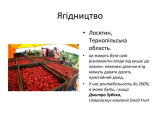 Ягідництво
• Лосятин,
Тернопільська
область.
• це можуть бути самі
різноманітні ягоди від вишні до
лохини. невеликі ділянки ягід
можуть давати досить
пристойний дохід.
• У нас рентабельність до 200%,
а може бути, і вища
Дмитро Зубаха,
співвласник компанії Small Fruit
 