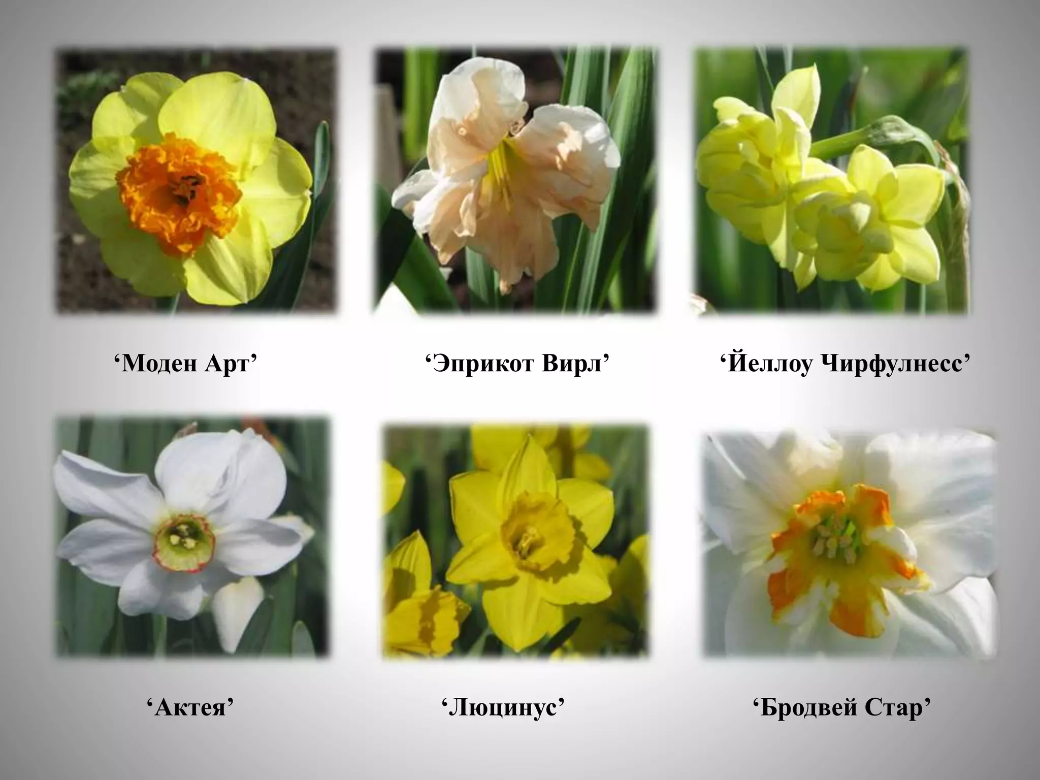 цветоводство | PPT