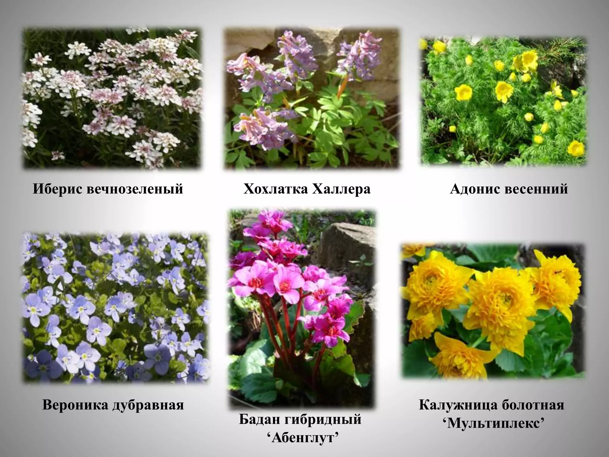 цветоводство | PPT