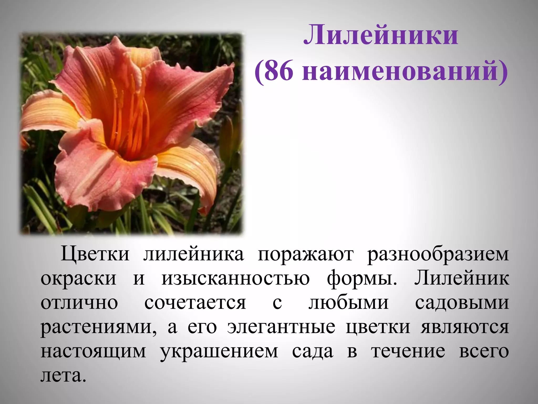 цветоводство | PPT