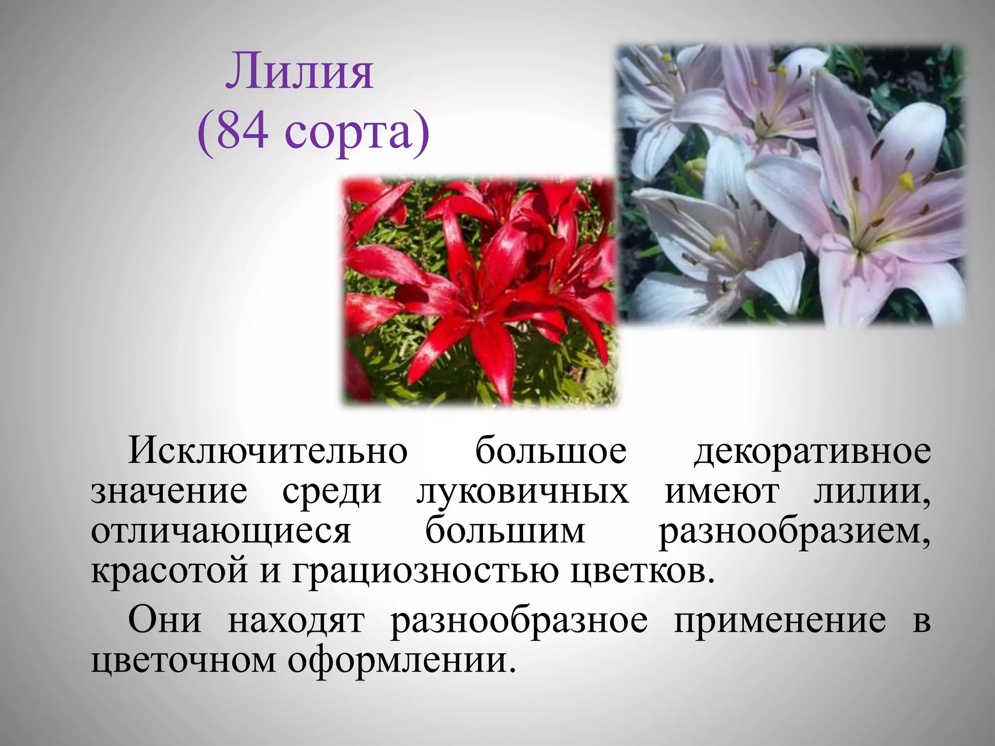 цветоводство | PPT