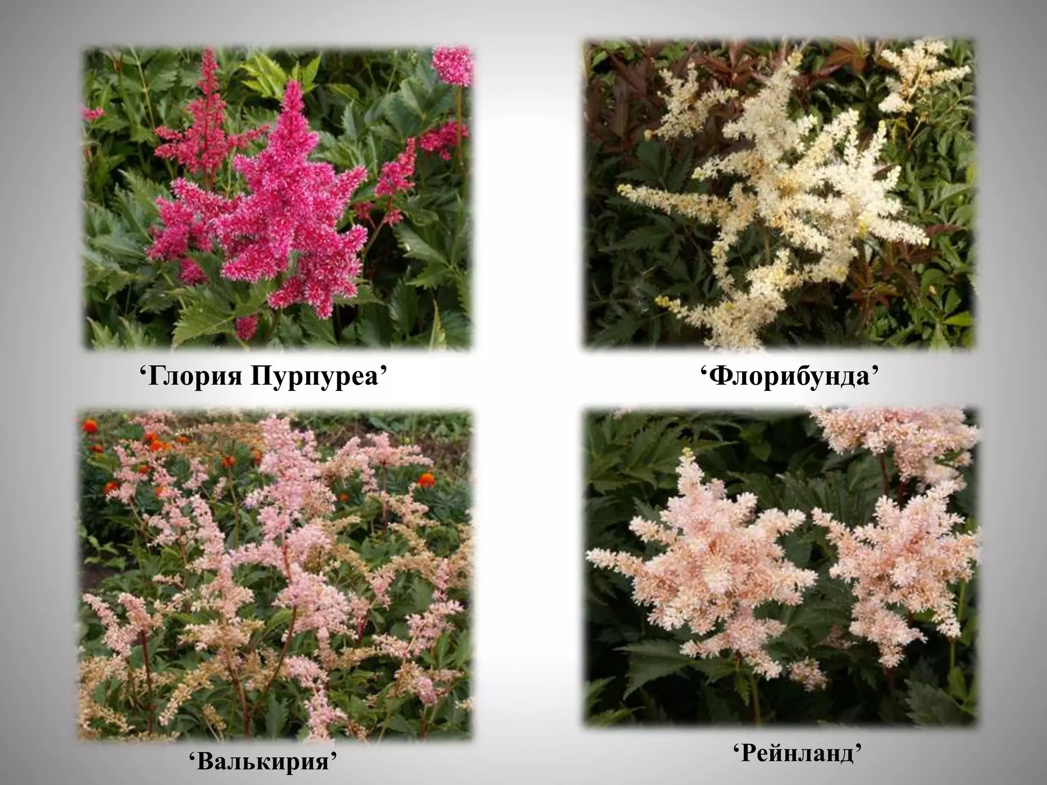 цветоводство | PPT