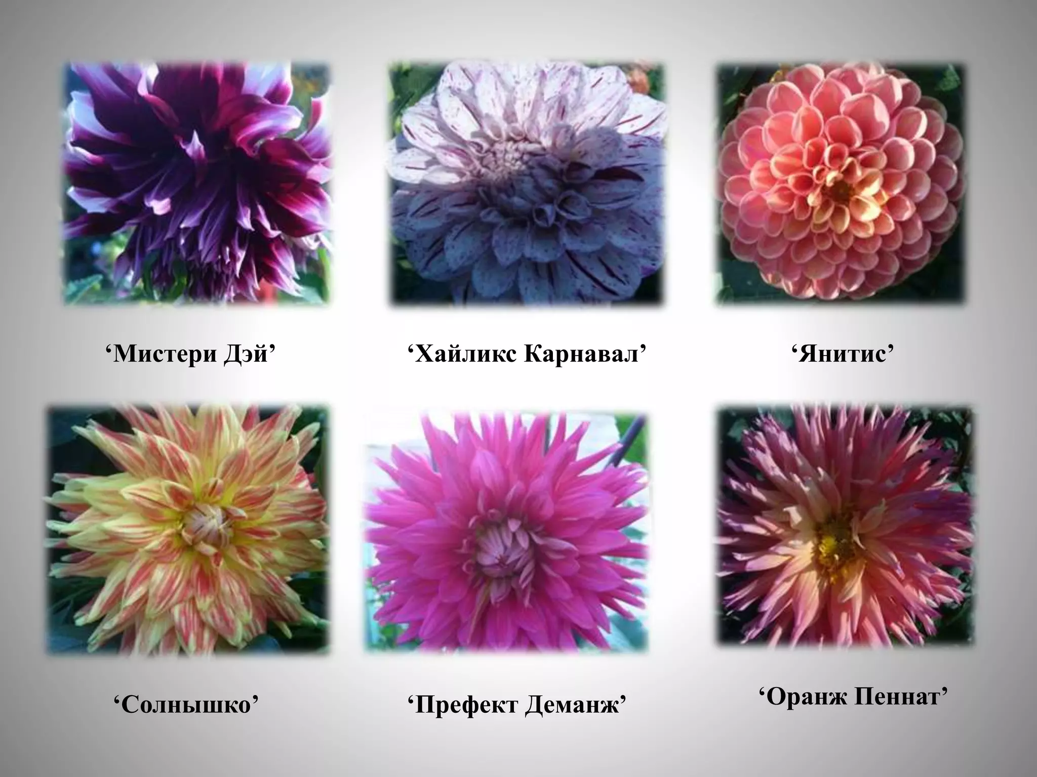 цветоводство | PPT