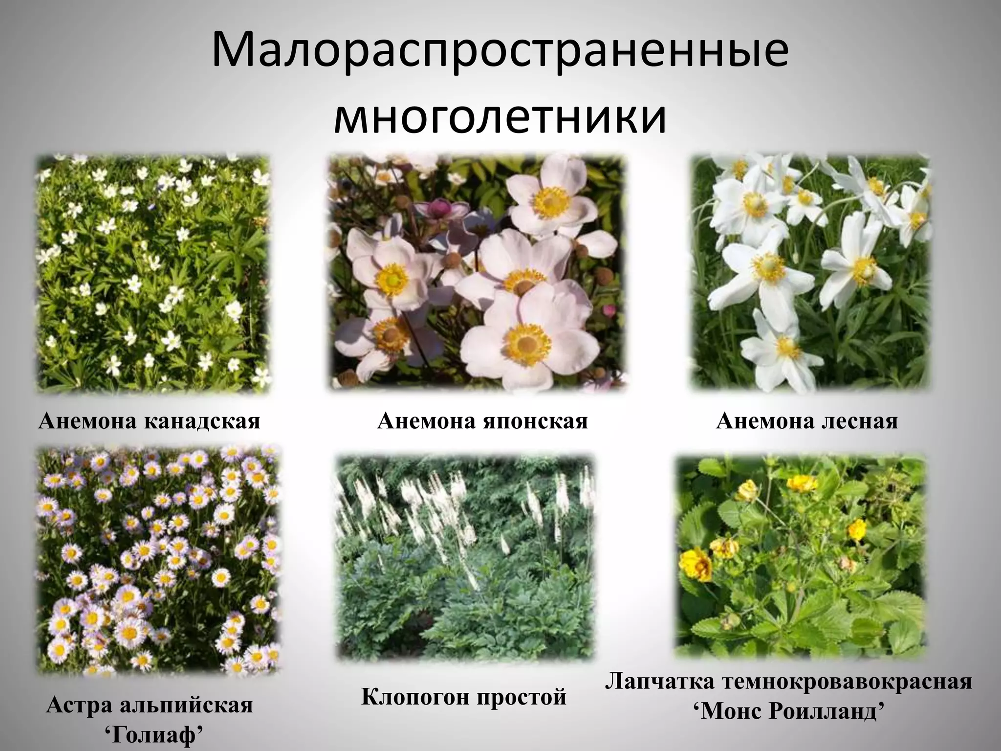 цветоводство | PPT