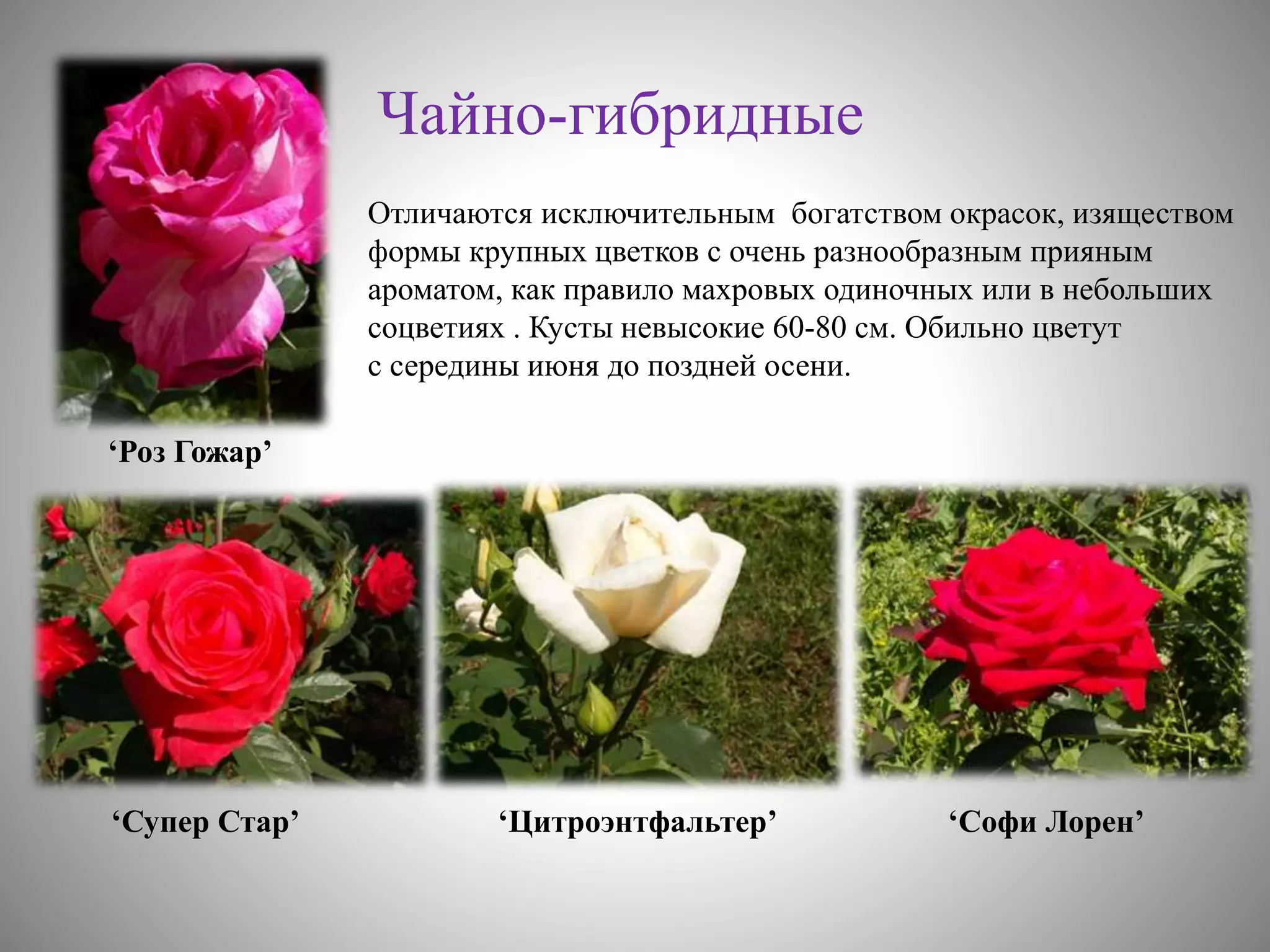 цветоводство | PPT