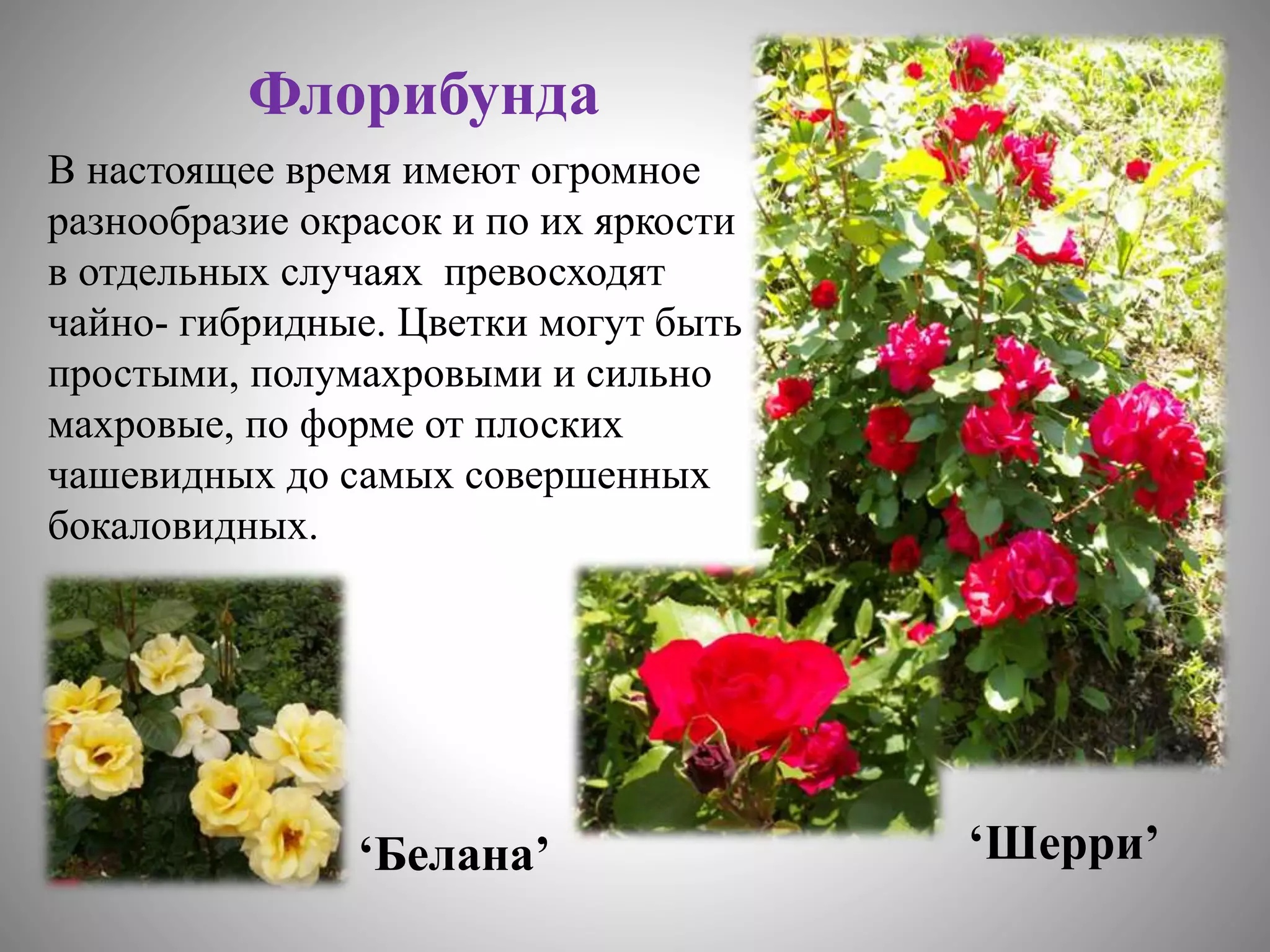 цветоводство | PPT