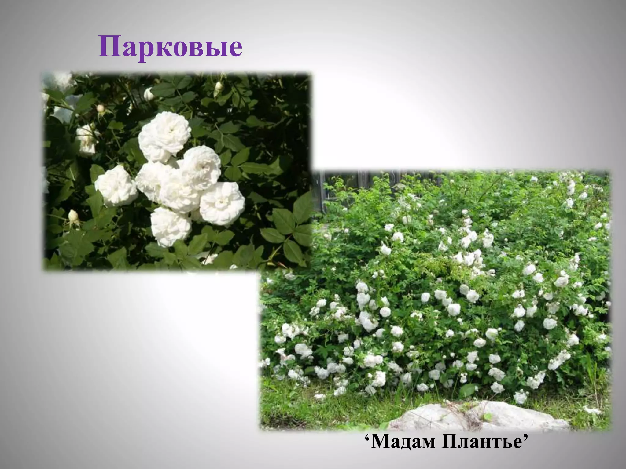 цветоводство | PPT
