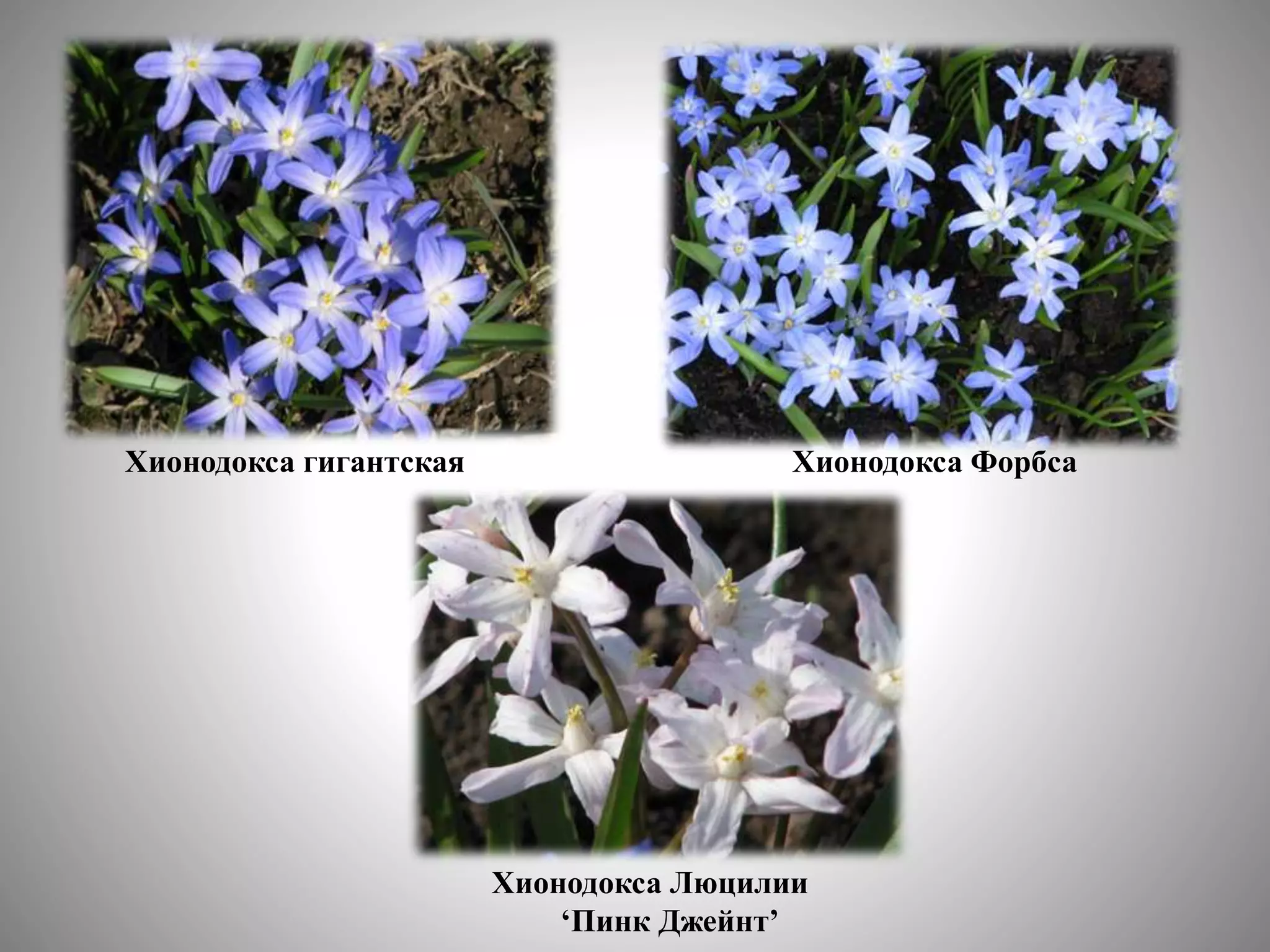 цветоводство | PPT