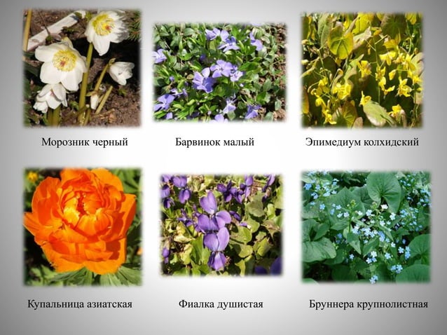 цветоводство | PPT