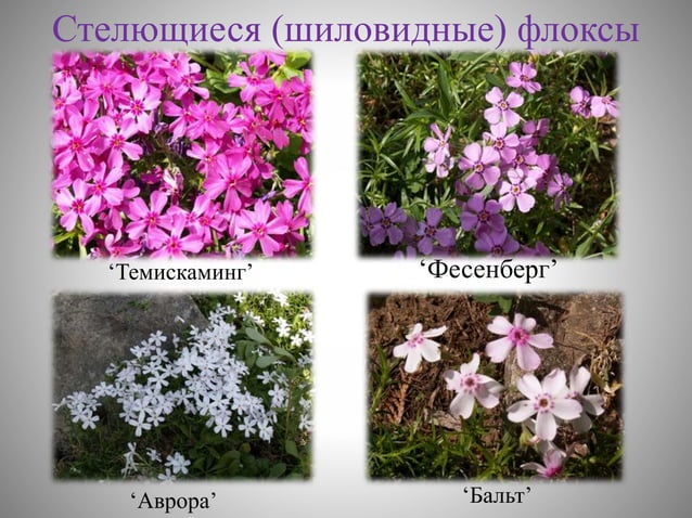 цветоводство | PPT