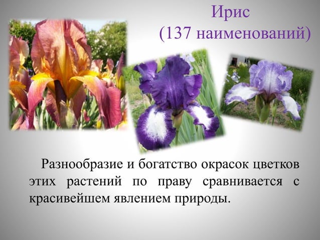 цветоводство | PPT