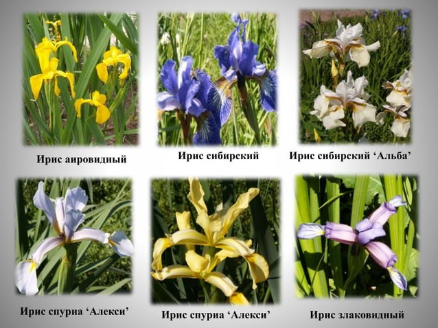 цветоводство | PPT