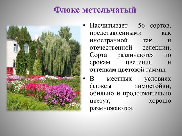 цветоводство | PPT