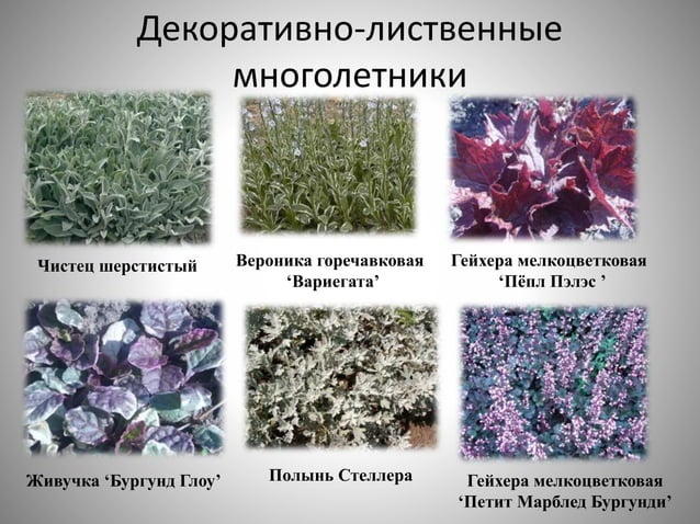 цветоводство | PPT