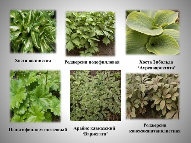 цветоводство | PPT