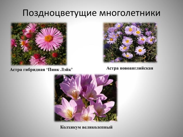 цветоводство | PPT