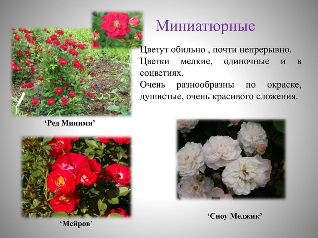 цветоводство | PPT