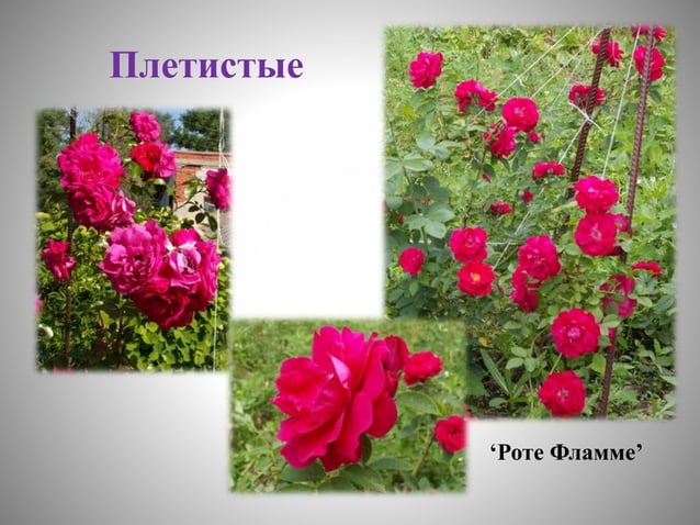 цветоводство | PPT