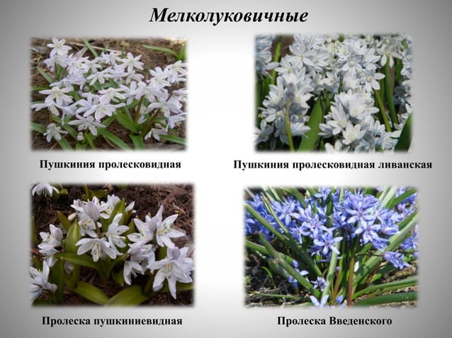 цветоводство | PPT