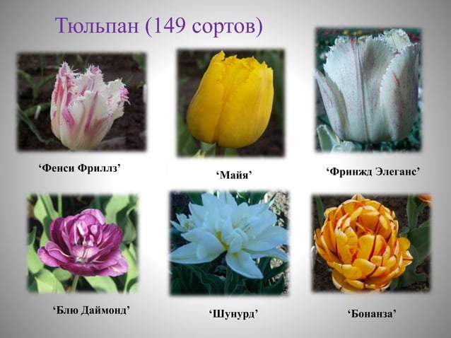 цветоводство | PPT