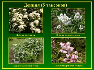 Дейция (5 таксонов)Дейция (5 таксонов)
Дейция амурскаяДейция амурская Дейция великолепнаяДейция великолепная
Дейция шершаваяДейция шершавая ‘‘ПленаПлена’’Дейция длиннолистнаяДейция длиннолистная
 