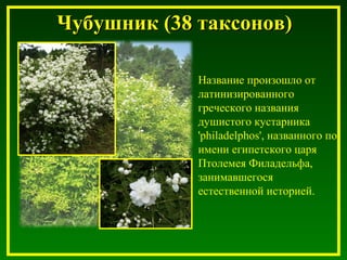 Чубушник (38 таксонов)Чубушник (38 таксонов)
• Название произошло от
латинизированного
греческого названия
душистого кустарника
'philadelphos', названного по
имени египетского царя
Птолемея Филадельфа,
занимавшегося
естественной историей.
 