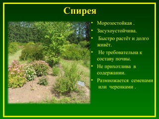 СпиреяСпирея
• Морозостойкая .
• Засухоустойчива.
• Быстро растёт и долго
живёт.
• Не требовательна к
составу почвы.
• Не прихотлива в
содержании.
• Размножается семенами
или черенками .
 