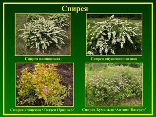 СпиреяСпирея
Спирея ниппонскаяСпирея ниппонская Спирея опушенноплоднаяСпирея опушенноплодная
Спирея БумальдаСпирея Бумальда ‘‘Антони ВатерерАнтони Ватерер’’Спирея японскаяСпирея японская ‘‘Голден ПринцессГолден Принцесс’’
 