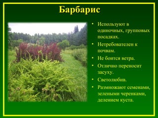 БарбарисБарбарис
• Используют в
одиночных, групповых
посадках.
• Нетребователен к
почвам.
• Не боится ветра.
• Отлично переносит
засуху.
• Светолюбив.
• Размножают семенами,
зелеными черенками,
делением куста.
 