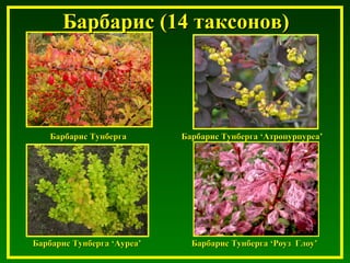 Барбарис ТунбергаБарбарис Тунберга
Барбарис ТунбергаБарбарис Тунберга ‘‘РоузРоуз ГлоуГлоу’’Барбарис ТунбергаБарбарис Тунберга ‘‘АуреаАуреа’’
Барбарис (14 таксонов)Барбарис (14 таксонов)
Барбарис ТунбергаБарбарис Тунберга ‘‘АтропурпуреаАтропурпуреа’’
 