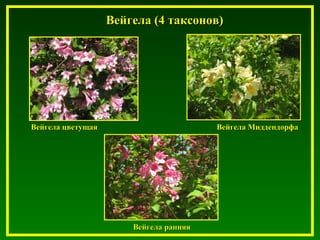 Вейгела (4 таксонов)Вейгела (4 таксонов)
Вейгела цветущаяВейгела цветущая Вейгела МиддендорфаВейгела Миддендорфа
Вейгела ранняяВейгела ранняя
 