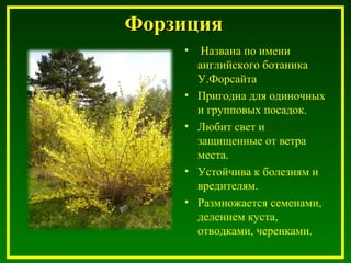ФорзицияФорзиция
• Названа по имени
английского ботаника
У.Форсайта
• Пригодна для одиночных
и групповых посадок.
• Любит свет и
защищенные от ветра
места.
• Устойчива к болезням и
вредителям.
• Размножается семенами,
делением куста,
отводками, черенками.
 