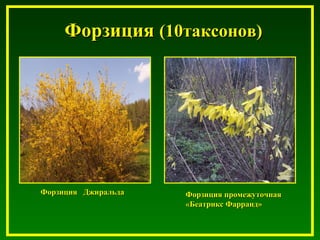 ФорзицияФорзиция (10таксонов)(10таксонов)
Форзиция ДжиральдаФорзиция Джиральда Форзиция промежуточнаяФорзиция промежуточная
«Беатрикс Фарранд»«Беатрикс Фарранд»
 