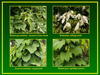 Виноградовник аконитолистныйВиноградовник аконитолистный Княжик сибирскийКняжик сибирский
Виноград прибрежныйВиноград прибрежныйЛуносемянник даурскийЛуносемянник даурский
 
