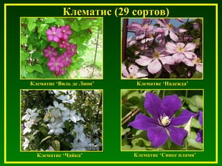 Клематис (29 сортов)Клематис (29 сортов)
КлематисКлематис ‘‘Виль де ЛионВиль де Лион’’ КлематисКлематис ‘‘НадеждаНадежда’’
КлематисКлематис ‘‘Синее пламяСинее пламя’’КлематисКлематис ‘‘ЧайкаЧайка’’
 